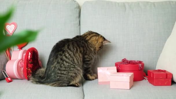 День Святого Валентина Кошка Красивая Тэбби Кошка Играет Сердцами Сидя — стоковое видео