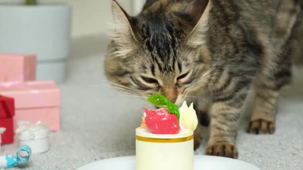 Gato Feliz Come Bolo Aniversário Seu Aniversário Feriado Para Animal — Vídeo de Stock