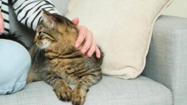 Bir kadın kedi besliyor. Sahibinin ve evcil hayvanın ilişkisi, sevgi ve ilgi