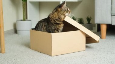 Komik bir kedi karton bir kutuda saklanır, kapak kendiliğinden kapanır..