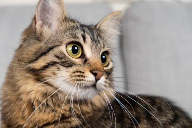 Bir yaşındaki bir evcil kedinin portresi başka tarafa bakıyor..
