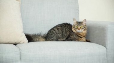 Gri bir kanepede uzanan tüylü kuyruklu bir tekir kedi.