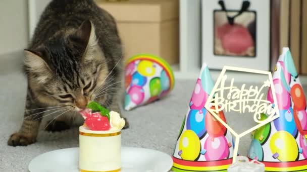 Mutlu Kedi Doğum Gününde Doğum Günü Pastası Yer Evcil Hayvan — Stok video