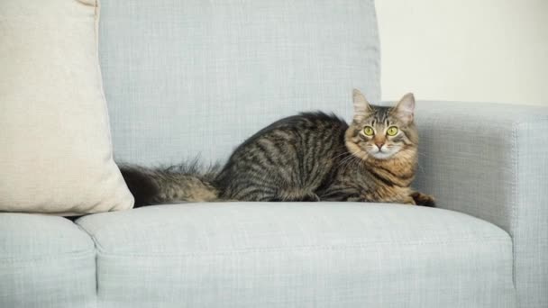 One Year Old Tabby Cat Fluffy Tail Lying Gray Sofa — Stock Video