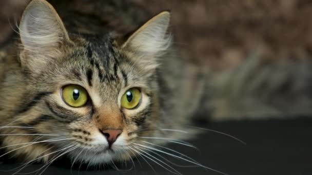 Bir Kedinin Gözbebeklerinin Büyümesi Daralması Bir Kedinin Bakışları Evcil Kedi — Stok video