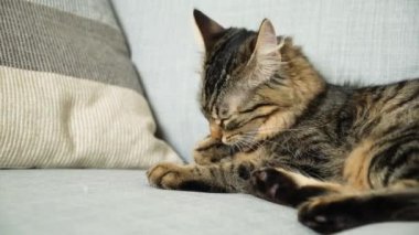 Yumuşak, güzel evcil kedi kanepede uzanıyor ve tüylerini yalıyor..