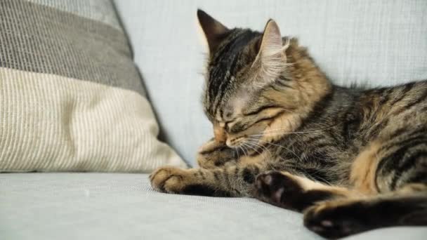 Puszysty Piękny Kot Domowy Leży Kanapie Liże Jej Futro — Wideo stockowe