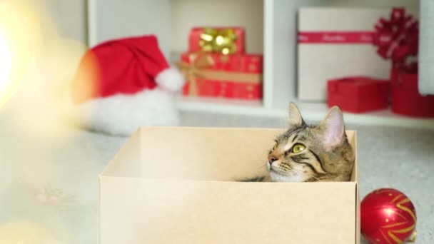美丽的圣诞猫从纸盒里探出头来 — 图库视频影像