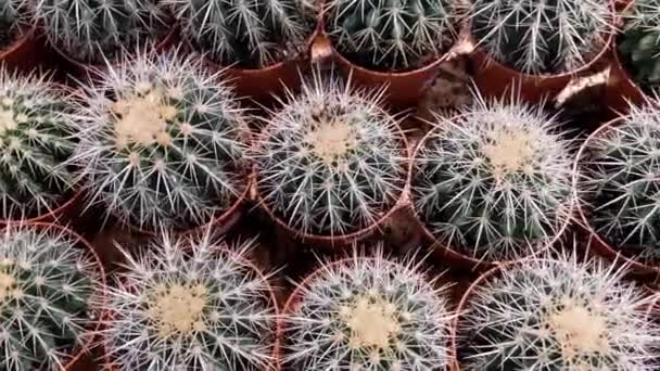 Lots Cacti Pots Top View — Stock Video