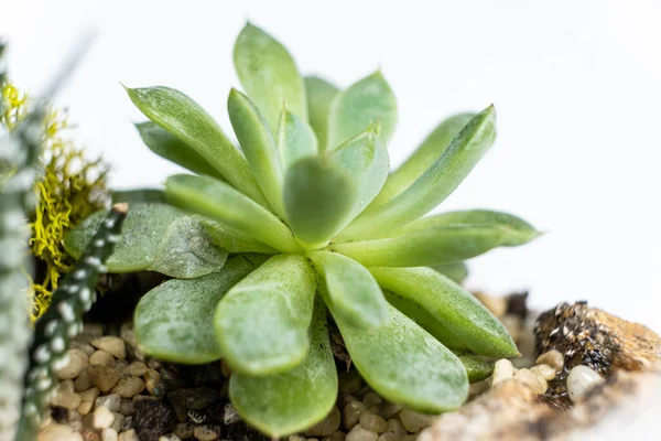 Gros Plan Pachyphytum Sur Fond Blanc Soins Succulents — Photo