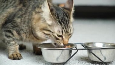 Bir kedi yakın planda bir kaseden kuru yiyecek yer. Genç kediler için diyet.