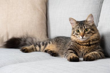 Gri bir kanepede uzanan tüylü kuyruklu bir tekir kedi.