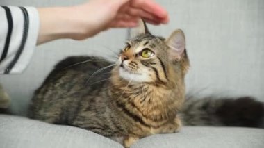 Saldırgan ehlileştirilmemiş kedi sahibinin elini ısırır.