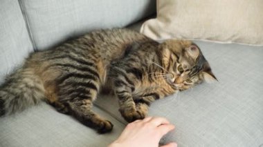 Oyuncu bir kedi sahibi ile oynuyor, elini avlıyor, tırmalıyor ve ısırıyor.