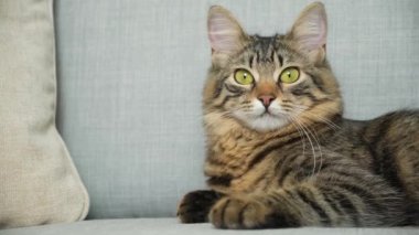 Güzel pofuduk kedi kanepede yatar, etrafına bakar ve kulaklarını oynatır.