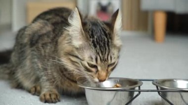 Bir kedi yakın planda bir kaseden kuru yiyecek yer. Genç kediler için diyet.