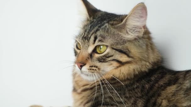 Portret Mare Unei Pisici Domestice Care Uită Lateral Cameră Fundal — Videoclip de stoc