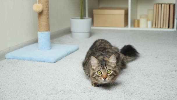 Hermoso Gato Doméstico Caza Mira Lado Prepara Para Saltar — Vídeo de stock