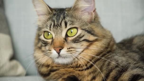 Portrét Hnědé Tabby Kočky Žlutozelenýma Očima Rozhlížející Kolem — Stock video
