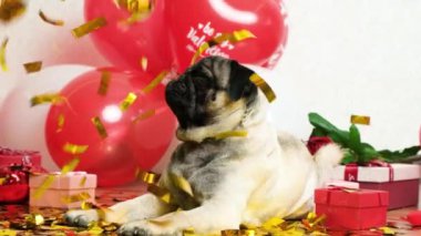 A cute pug celebrates Valentines Day, festive sparkles fall on him. Valentines Day and Dogs