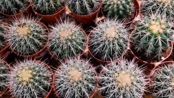 Montones Cactus Macetas Vista Superior — Vídeos de Stock