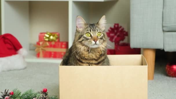 아름다운 크리스마스 고양이가 들여다보고 — 비디오