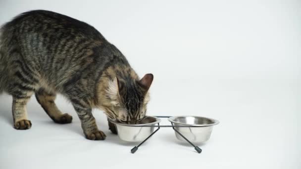 Бытовая Кошка Подбегает Тарелкам Ест Влажную Пищу Глядя Камеру Облизываясь — стоковое видео