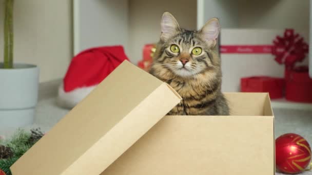 Beautiful Christmas Cat Peeking Out Cardboard Box — Stock Video