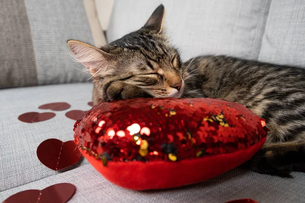 Roztomilá Mladá Kočka Spí Mezi Červenými Srdci Gauči Kočky Valentýna — Stock fotografie