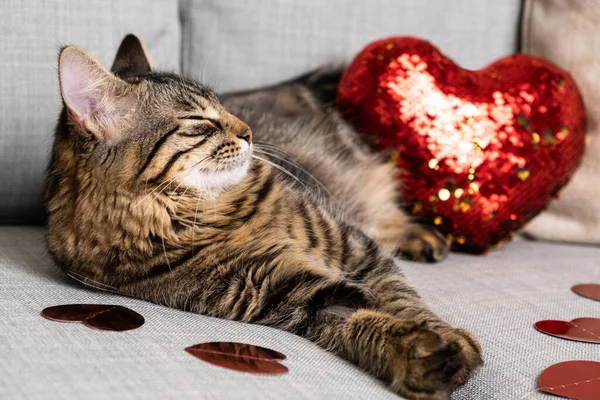 Sevimli genç kedi kanepede kırmızı kalplerin arasında uyuyor, kediler sevgililer gününde