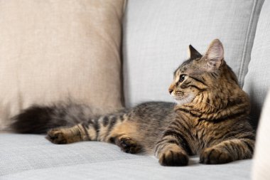 Gri bir kanepede uzanan tüylü kuyruklu bir tekir kedi.