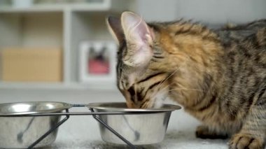 Bir kedi yakın planda bir kaseden kuru yiyecek yer. Genç kediler için diyet.