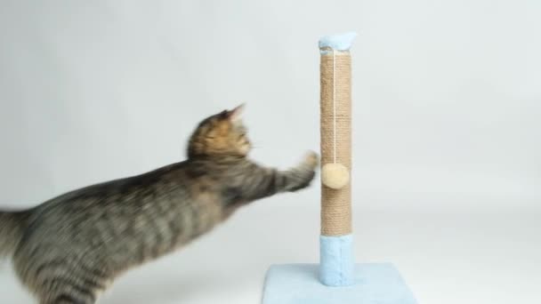 Cat Jumps Scratching Post Sharpens Its Claws Plays Ball White — Stock Video