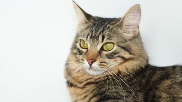 Large Portrait Domestic Cat Looking Side Camera White Background — Stock Video