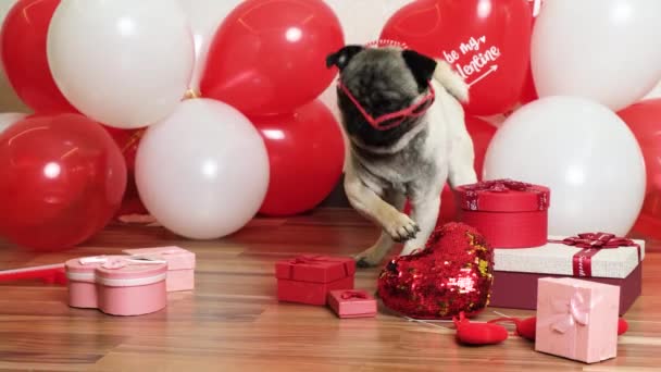 Cane San Valentino Simpatico Carlino Divertente Cercando Togliersi Gli Occhiali — Video Stock