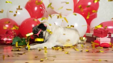A cute pug celebrates Valentines Day, festive sparkles fall on him. Valentines Day and Dogs