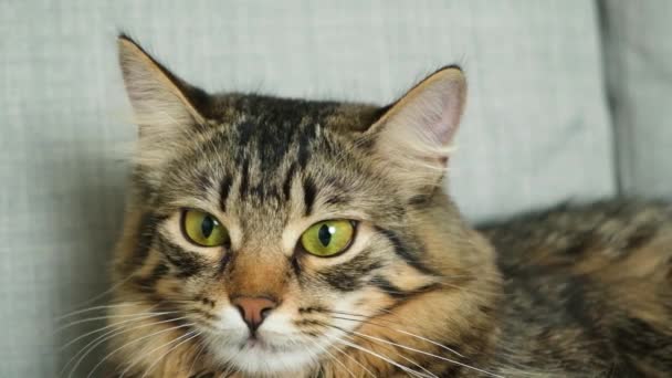 Dilation Constriction Pupils Cat Cats Gaze Domestic Cat Follows Target — Stock Video