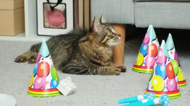 Its Cats Birthday Tabby One Year Old Cat Lies Looks — Stock Video