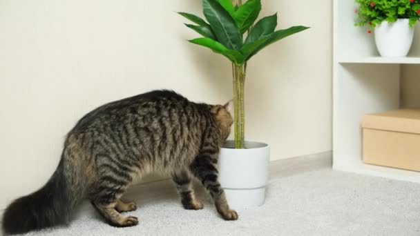 一只家猫用植物在花盆里挖地 — 图库视频影像