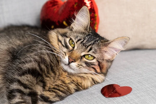 stock image Valentines Day cat, beautiful young cat lying on a gray sofa among red hearts