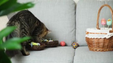 Komik kedi iplik yumağı ve paskalya yumurtasıyla oynuyor, kanepeden atlıyor ve yumurta yuvasını düşürüyor..