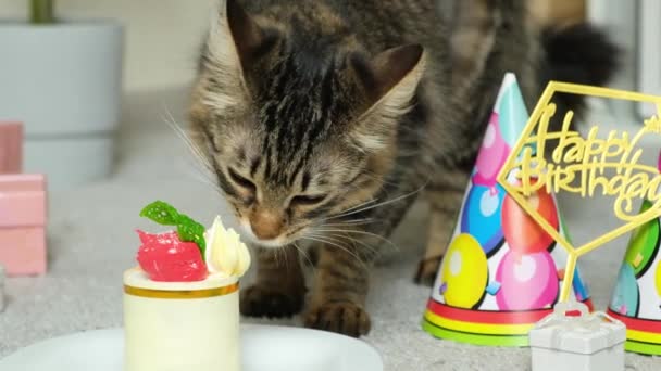 Happy Cat Mange Gâteau Anniversaire Jour Son Anniversaire Vacances Pour — Video