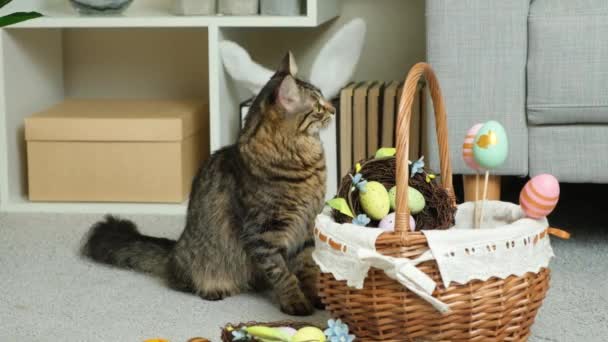 Cat Sits Basket Eggs Turns Its Head Camera Easter Happy — Stock Video