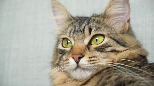 黄緑色の目をした1歳の美しい猫の肖像 — ストック動画