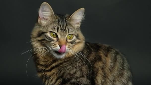 Video Portrait Domestic Tabby Cat Licking Black Background — Stock Video