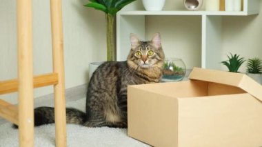 Evcil pofuduk bir kedi karton bir kutunun yanında oturur ve kafasını çevirir, kameraya ve etrafına bakar.