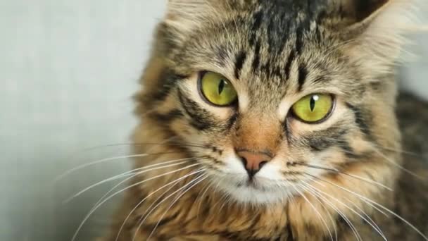 Dilatazione Costrizione Delle Pupille Gatto Uno Sguardo Gatti Gatto Domestico — Video Stock