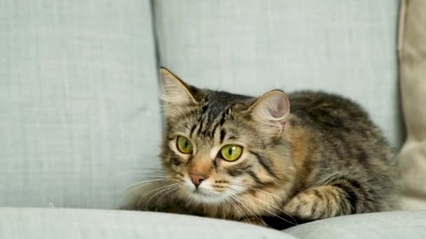 Bir Kedinin Gözbebeklerinin Büyümesi Daralması Bir Kedinin Bakışları Evcil Kedi — Stok video