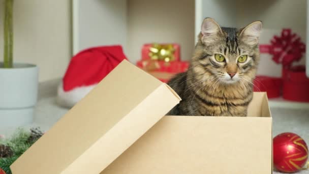 Belo Gato Natal Espreitando Uma Caixa Papelão — Vídeo de Stock