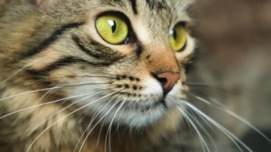 Etrafa bakan büyük bir kedi portresi, ağızlık, bıyık ve bakış..